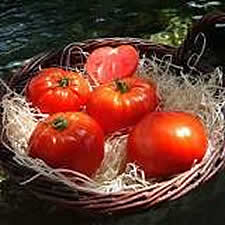 Love Gourmandia Tomato